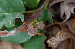 Trailing arbutus